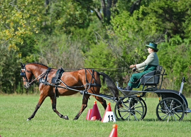 Carriage Driving 